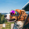 Dog Sunglasses Soft Adjustable UV Protection